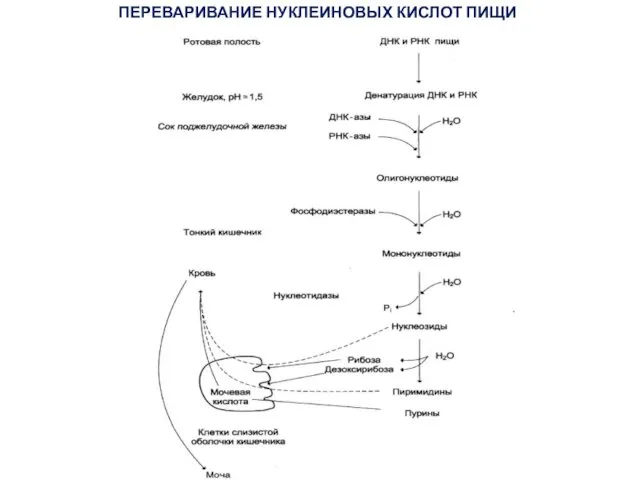 ПЕРЕВАРИВАНИЕ НУКЛЕИНОВЫХ КИСЛОТ ПИЩИ