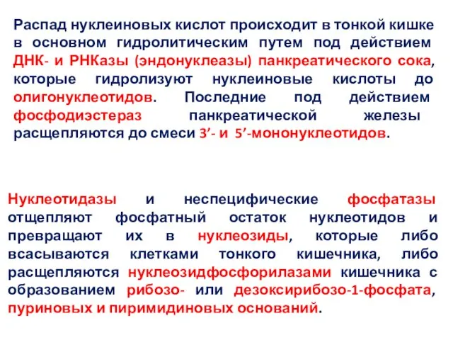 Распад нуклеиновых кислот происходит в тонкой кишке в основном гидролитическим