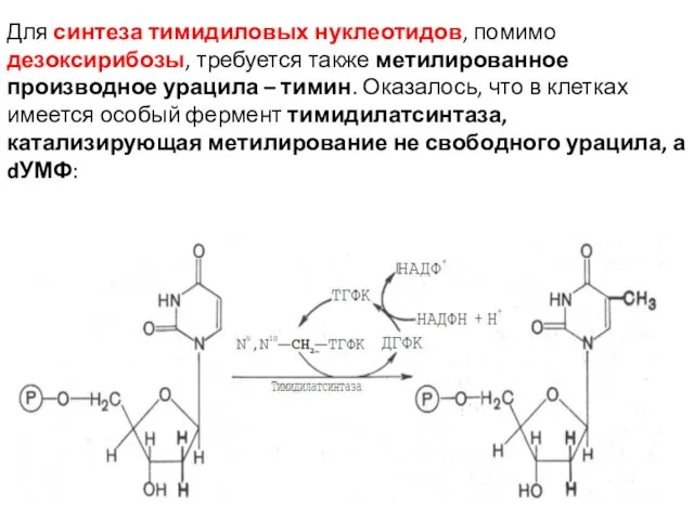 Для синтеза тимидиловых нуклеотидов, помимо дезоксирибозы, требуется также метилированное производное