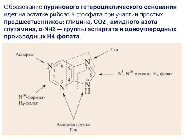 Образование пуринового гетероциклического основания идет на остатке рибозо-5-фосфата при участии