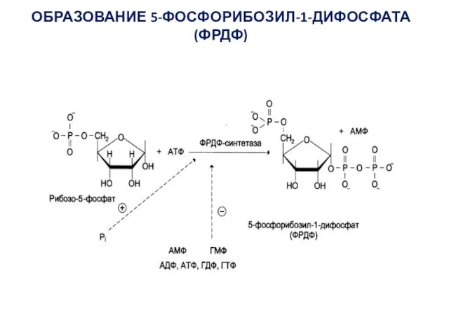 ОБРАЗОВАНИЕ 5-ФОСФОРИБОЗИЛ-1-ДИФОСФАТА (ФРДФ)