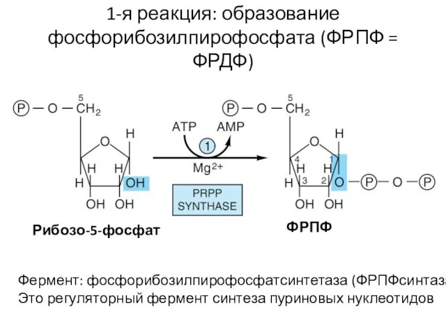 1-я реакция: образование фосфорибозилпирофосфата (ФРПФ = ФРДФ) Фермент: фосфорибозилпирофосфатсинтетаза (ФРПФсинтаза)