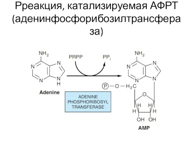 Рреакция, катализируемая АФРТ (аденинфосфорибозилтрансфераза)