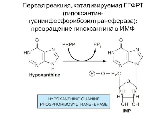 Первая реакция, катализируемая ГГФРТ (гипоксантин-гуанинфосфорибозилтрансфераза): превращение гипоксантина в ИМФ