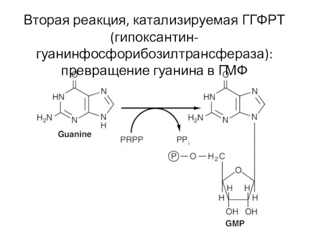 Вторая реакция, катализируемая ГГФРТ (гипоксантин-гуанинфосфорибозилтрансфераза): превращение гуанина в ГМФ