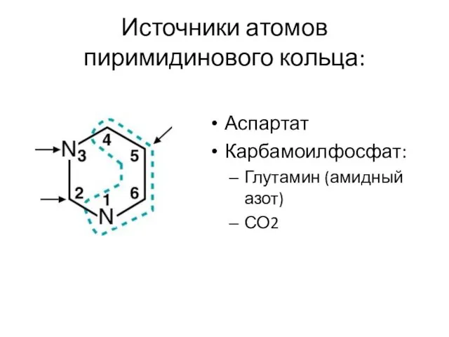 Источники атомов пиримидинового кольца: Аспартат Карбамоилфосфат: Глутамин (амидный азот) СО2