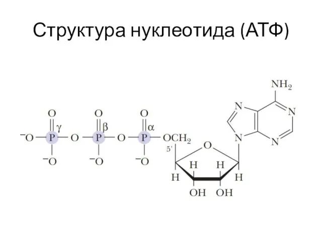 Структура нуклеотида (АТФ)