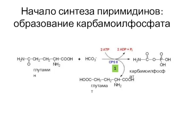 Начало синтеза пиримидинов: образование карбамоилфосфата глутамин глутамат карбамоилфосфат 1