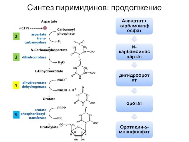 Аспартат + карбамоилфосфат N-карбамоиласпартат дигидрооротат оротат Оротидин-5-монофосфат 2 3 Синтез пиримидинов: продолжение 4 5