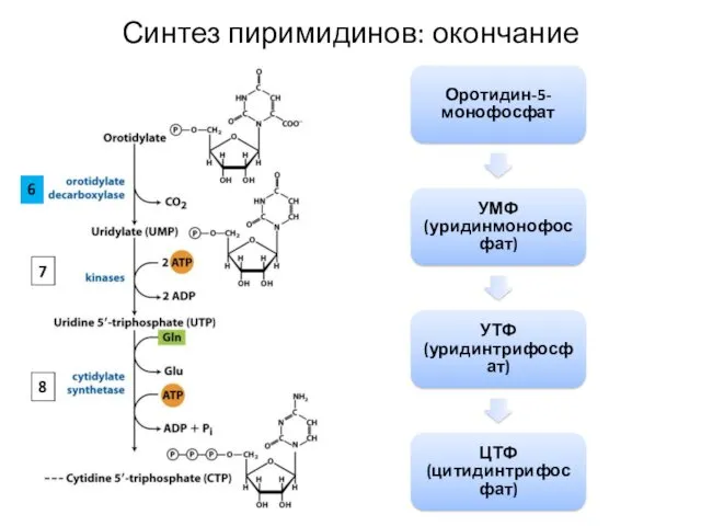 Оротидин-5-монофосфат УМФ (уридинмонофосфат) УТФ (уридинтрифосфат) ЦТФ (цитидинтрифосфат) Синтез пиримидинов: окончание 6 7 8