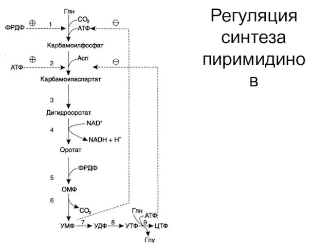 Регуляция синтеза пиримидинов