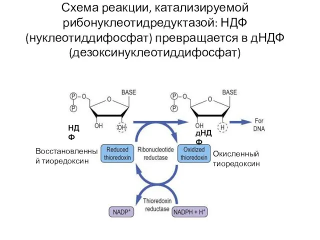 Схема реакции, катализируемой рибонуклеотидредуктазой: НДФ (нуклеотиддифосфат) превращается в дНДФ (дезоксинуклеотиддифосфат) НДФ дНДФ Восстановленный тиоредоксин Окисленный тиоредоксин