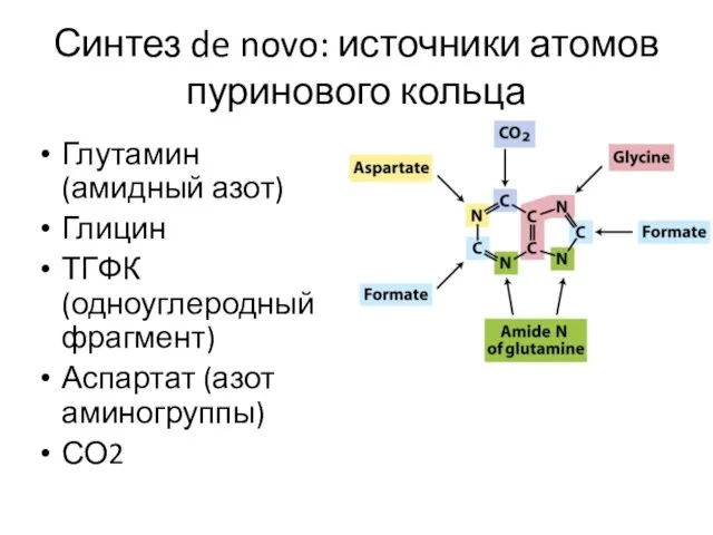 Синтез de novo: источники атомов пуринового кольца Глутамин (амидный азот)