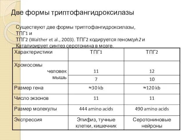 Две формы триптофангидроксилазы Существуют две формы триптофангидроксилазы, ТПГ1 и ТПГ2