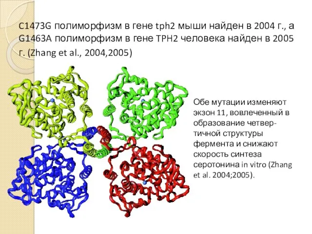 C1473G полиморфизм в гене tph2 мыши найден в 2004 г.,