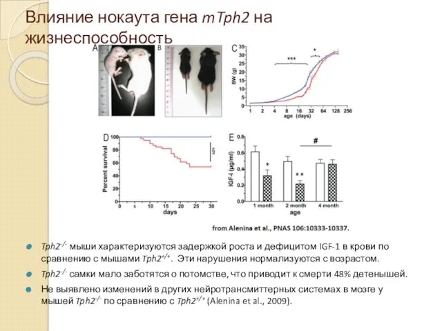 Влияние нокаута гена mTph2 на жизнеспособность Tph2-/- мыши характеризуются задержкой роста и дефицитом