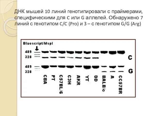 ДНК мышей 10 линий генотипировали с праймерами, специфическими для C или G аллелей.