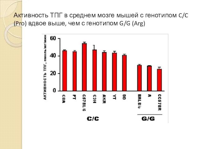 Активность ТПГ в среднем мозге мышей с генотипом C/C (Pro) вдвое выше, чем