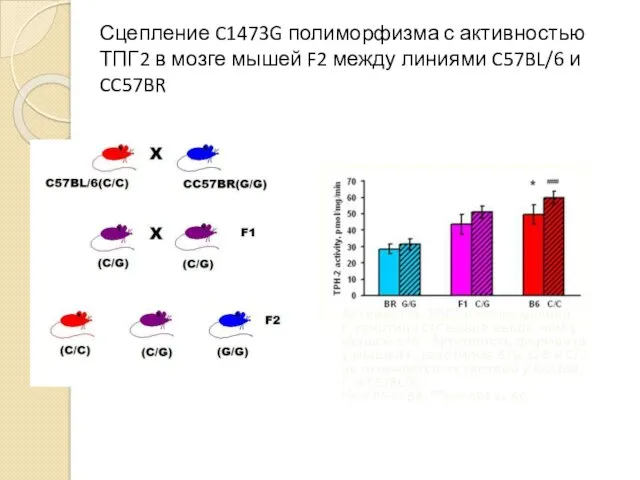 Сцепление C1473G полиморфизма с активностью ТПГ2 в мозге мышей F2 между линиями C57BL/6