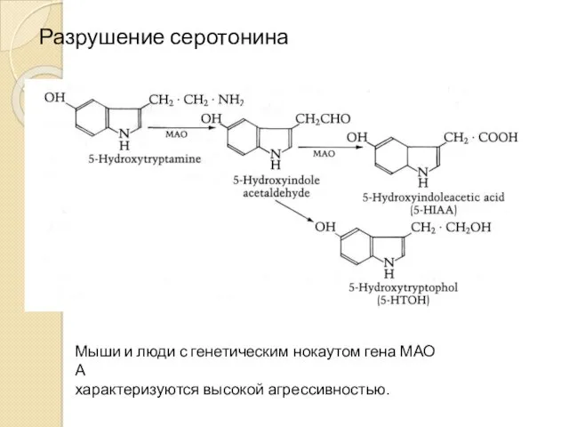 Разрушение серотонина Мыши и люди с генетическим нокаутом гена МАО А характеризуются высокой агрессивностью.