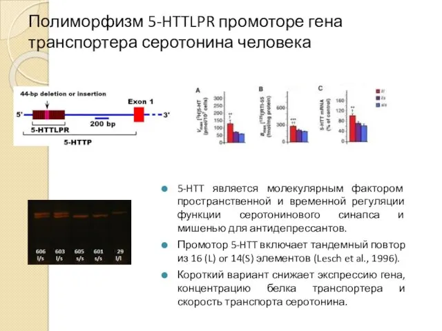 Полиморфизм 5-HTTLPR промоторе гена транспортера серотонина человека 5-HTT является молекулярным фактором пространственной и