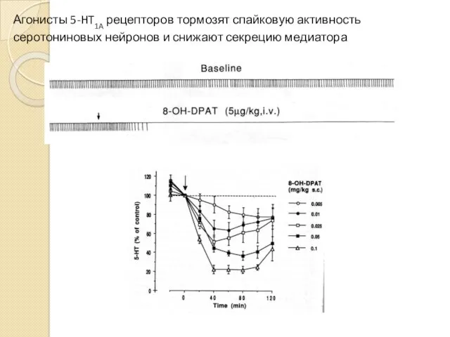 Агонисты 5-HT1A рецепторов тормозят спайковую активность серотониновых нейронов и снижают секрецию медиатора