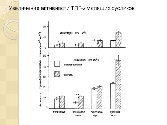 Увеличение активности ТПГ-2 у спящих сусликов