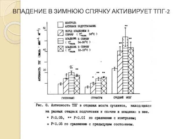 ВПАДЕНИЕ В ЗИМНЮЮ СПЯЧКУ АКТИВИРУЕТ ТПГ-2