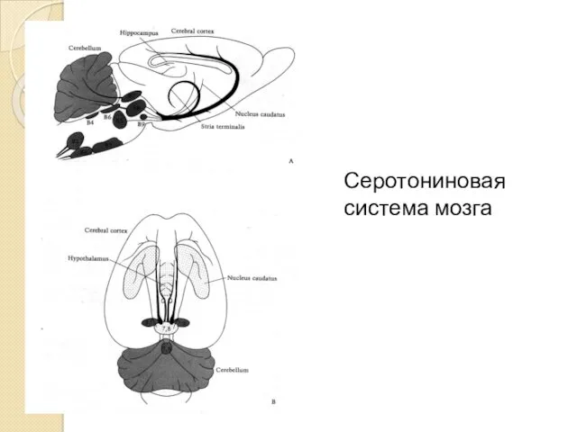 Серотониновая система мозга