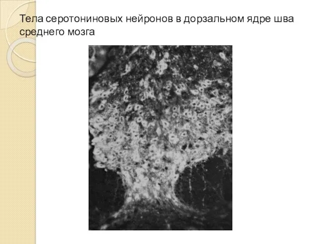 Тела серотониновых нейронов в дорзальном ядре шва среднего мозга