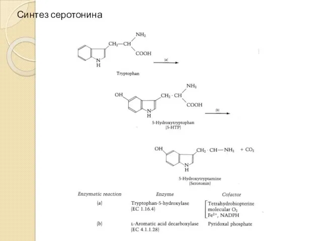 Синтез серотонина