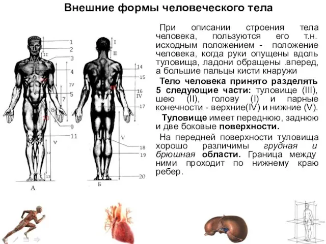 Внешние формы человеческого тела При описании строения тела человека, пользуются его т.н. исходным
