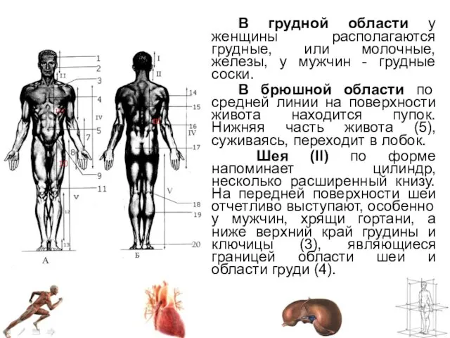 В грудной области у женщины располагаются грудные, или молочные, железы, у мужчин -