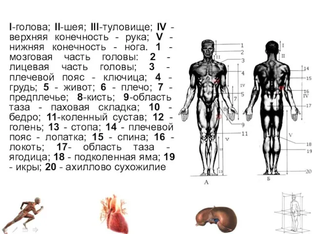 I-голова; II-шея; III-туловище; IV - верхняя конечность - рука; V - нижняя конечность
