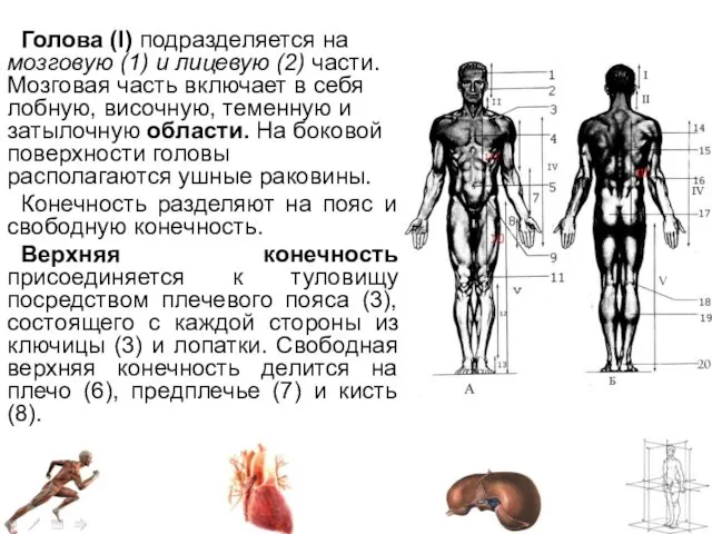 Голова (I) подразделяется на мозговую (1) и лицевую (2) части. Мозговая часть включает