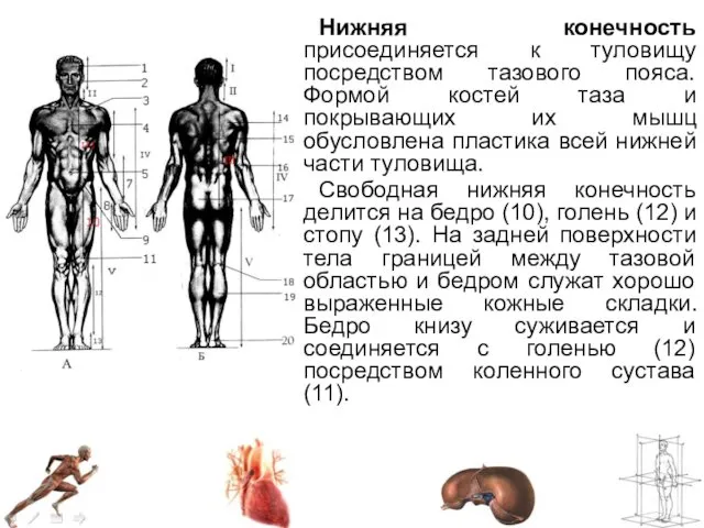 Нижняя конечность присоединяется к туловищу посредством тазового пояса. Формой костей таза и покрывающих