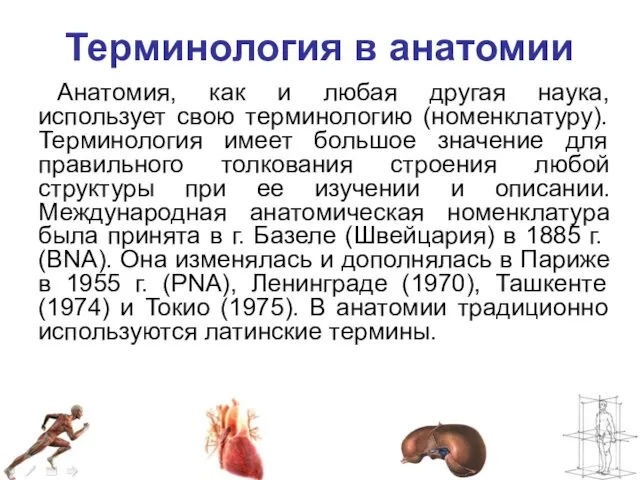 Терминология в анатомии Анатомия, как и любая другая наука, использует свою терминологию (номенклатуру).