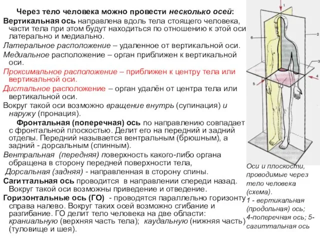 Через тело человека можно провести несколько осей: Вертикальная ось направлена вдоль тела стоящего