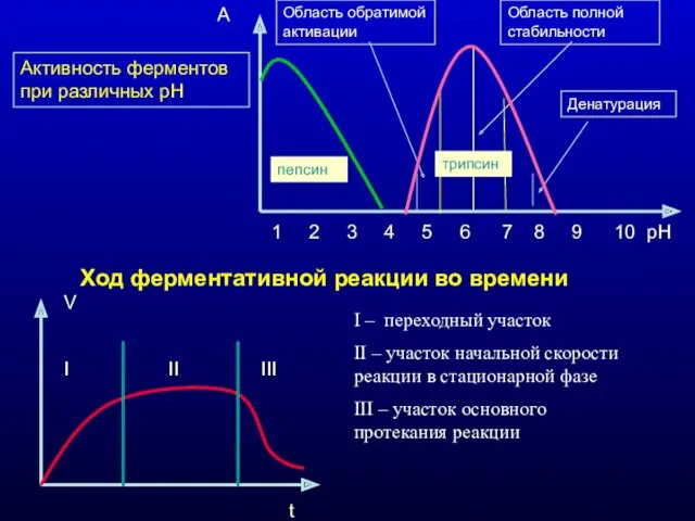 Активность ферментов при различных рН 1 2 3 4 5