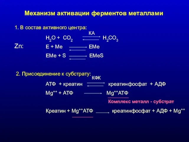 Механизм активации ферментов металлами 1. В состав активного центра: Н2О