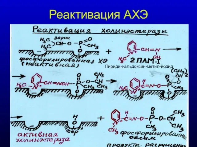 Реактивация АХЭ -I Пиридин-альдоксин-метил-йодид