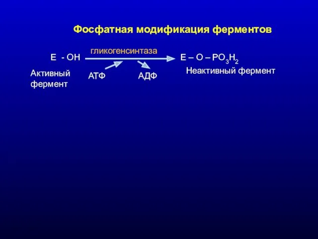 Фосфатная модификация ферментов Е - ОН Е – О –
