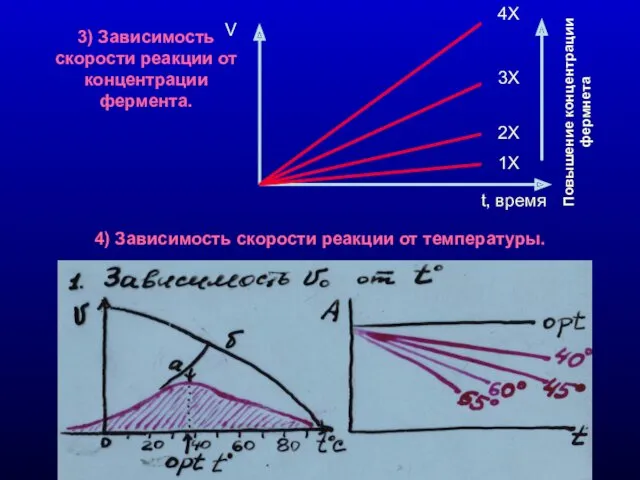 3) Зависимость скорости реакции от концентрации фермента. 4) Зависимость скорости