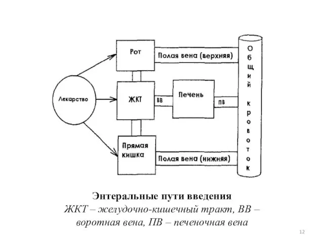 Энтеральные пути введения ЖКТ – желудочно-кишечный тракт, ВВ – воротная вена, ПВ – печеночная вена