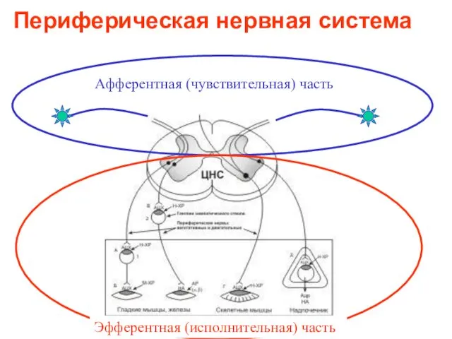 Периферическая нервная система Афферентная (чувствительная) часть Эфферентная (исполнительная) часть