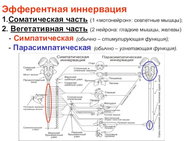 Эфферентная иннервация 1.Соматическая часть (1 «мотонейрон»: скелетные мышцы); 2. Вегетативная