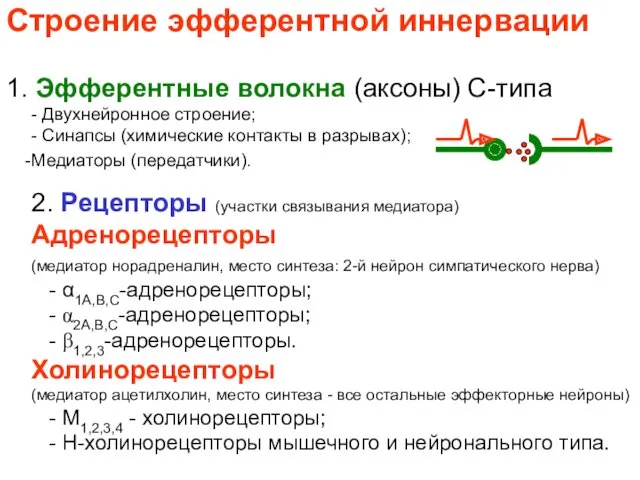 Строение эфферентной иннервации 1. Эфферентные волокна (аксоны) С-типа - Двухнейронное