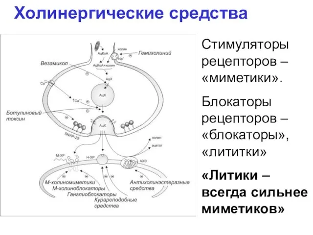 Холинергические средства Стимуляторы рецепторов – «миметики». Блокаторы рецепторов – «блокаторы», «лититки» «Литики – всегда сильнее миметиков»