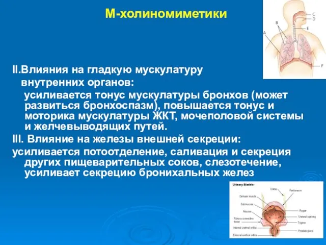 М-холиномиметики II.Влияния на гладкую мускулатуру внутренних органов: усиливается тонус мускулатуры