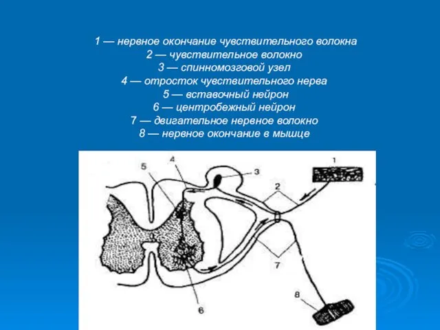 1 — нервное окончание чувствительного волокна 2 — чувствительное волокно